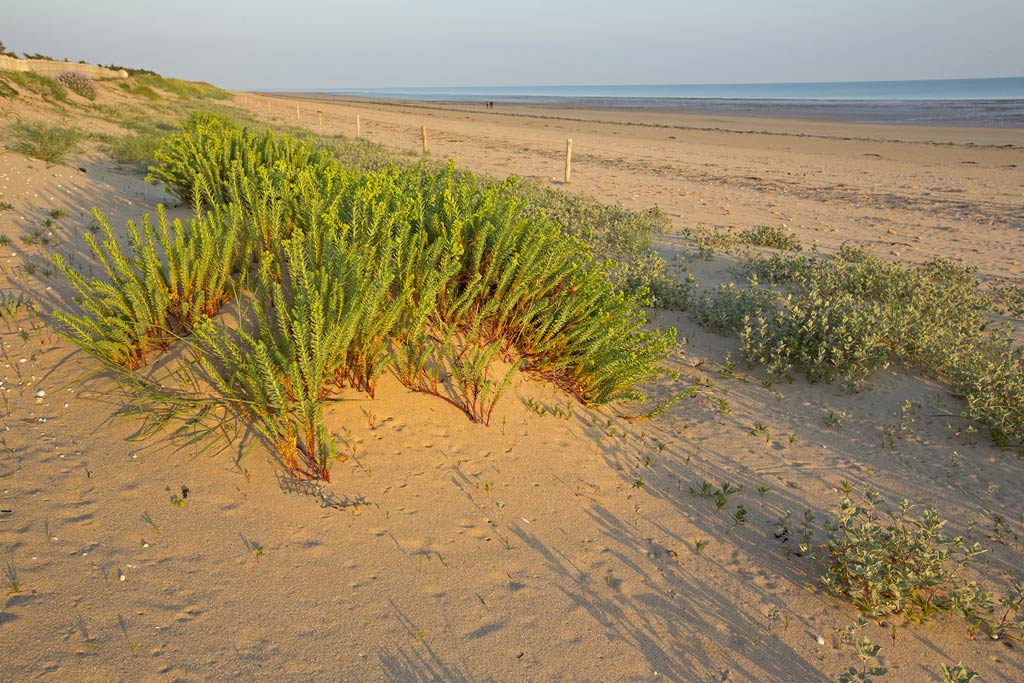 Dune Blanche Biotopia - Copyright Louis-Marie Préau