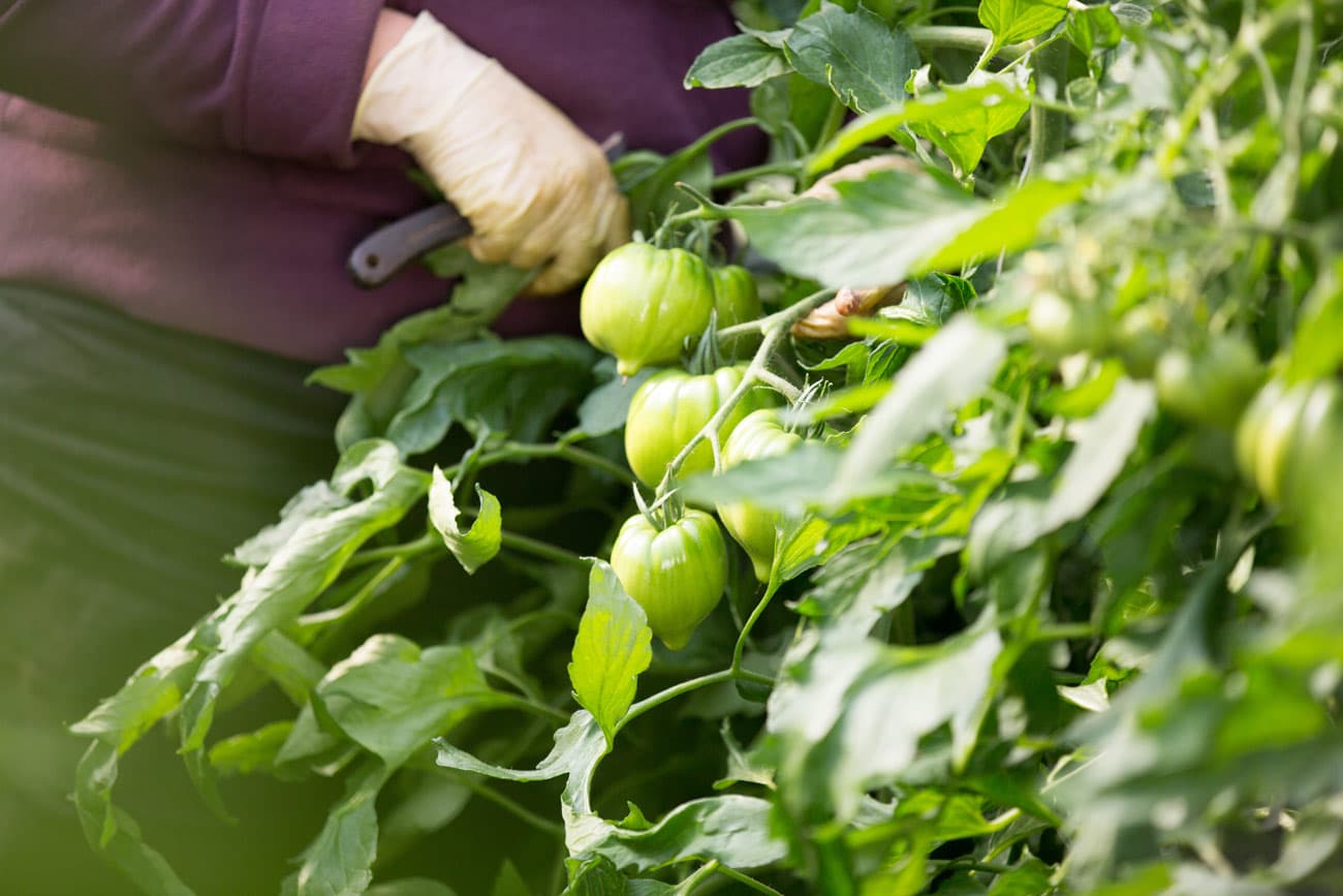 Tomates sur un marché en vendée